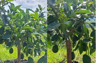 Client-supplied avocado tree and fruit photograph collage