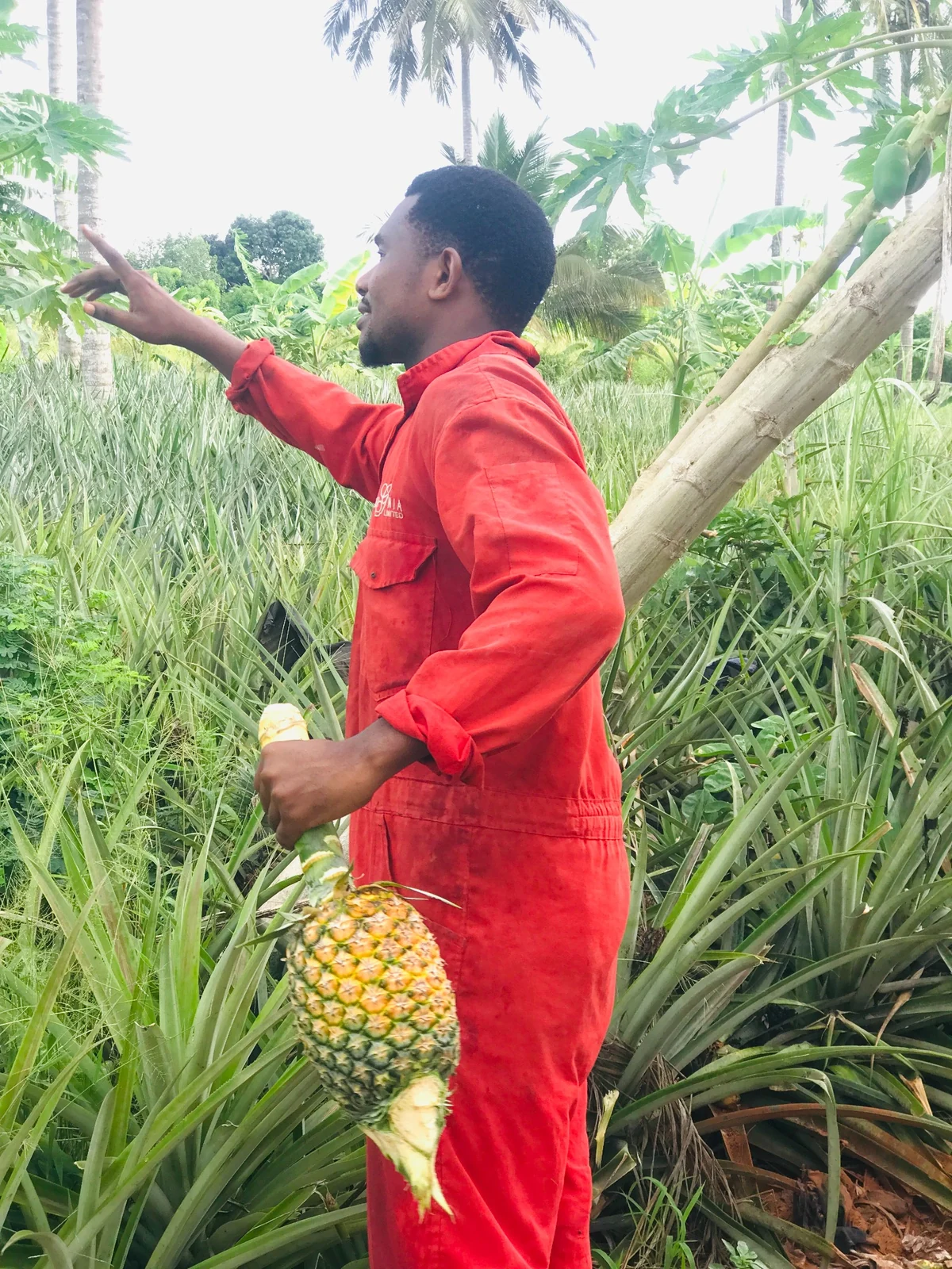 Chris Mbena Agro farm training in a pineapple field — client-supplied photograph