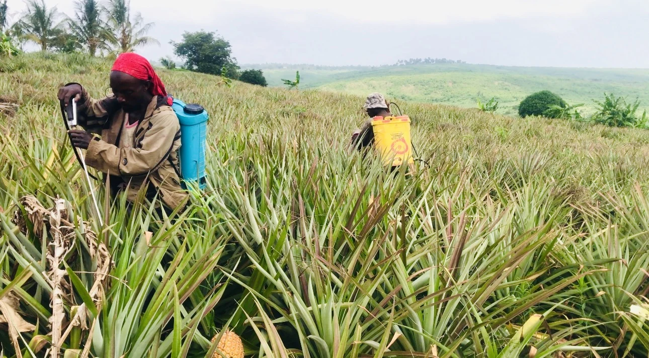 Farm workers applying agricultural inputs in a pineapple field — client-supplied photograph