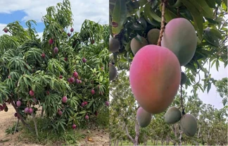 Client-supplied mango tree and fruit photograph collage