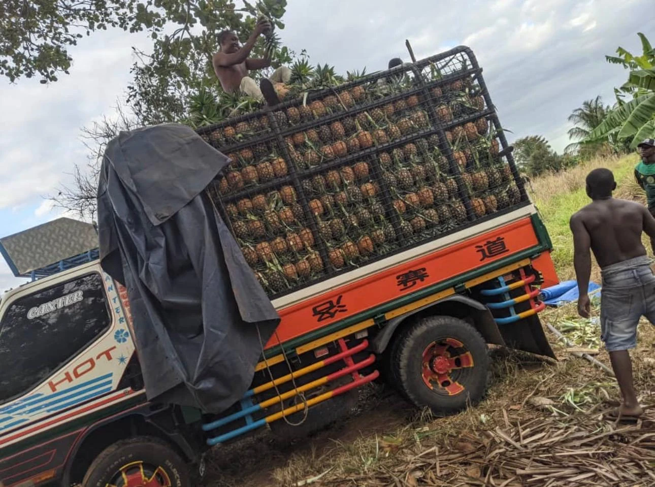 Client-supplied truck loaded with harvested pineapples for market transport