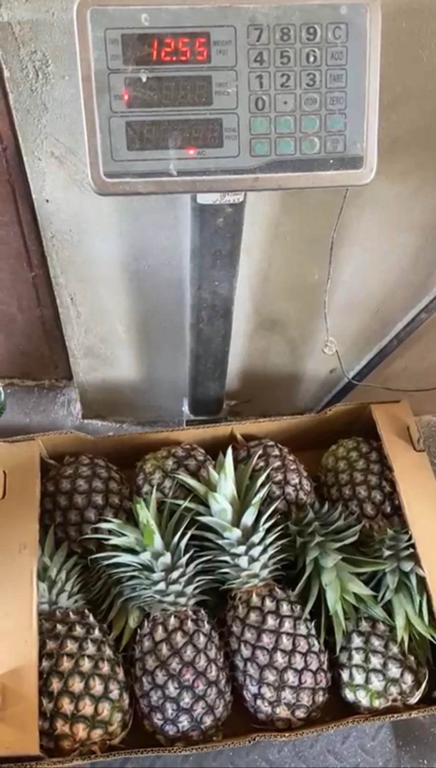 Pineapples weighed as part of produce handling