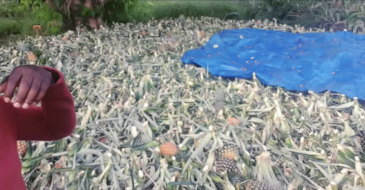 Pineapple harvest in the field