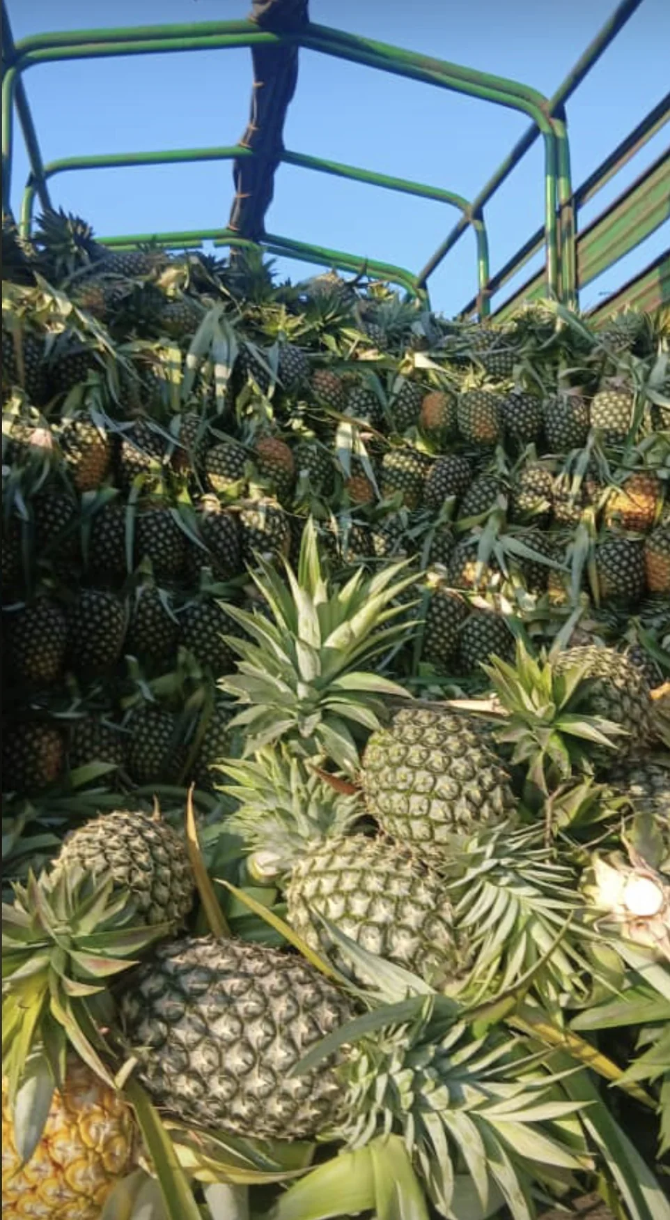 Pineapple transport
