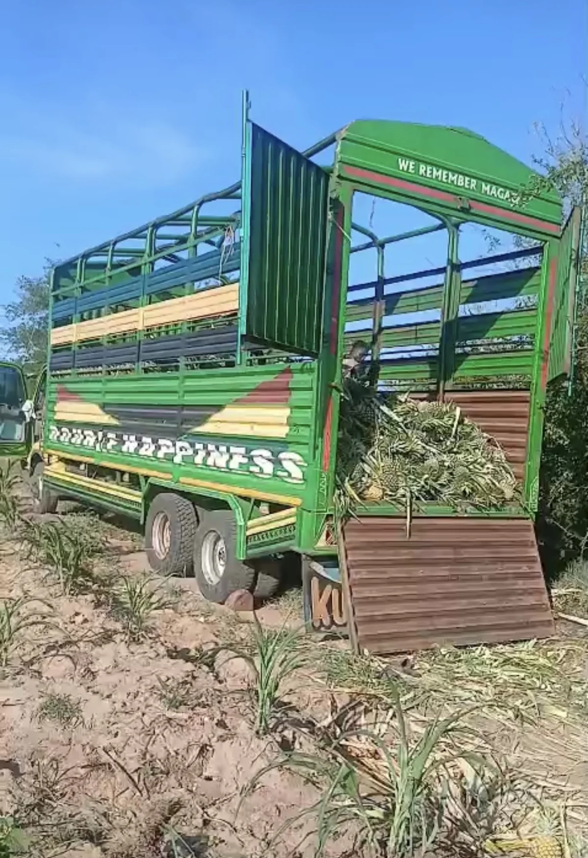 Pineapples loaded for transport